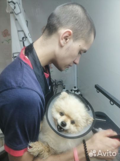 Стрижка собак и кошек грумер