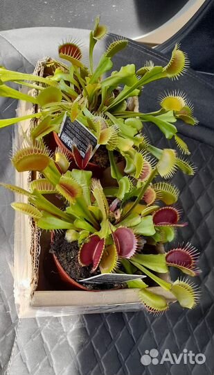 Дионея Венерина мухоловка