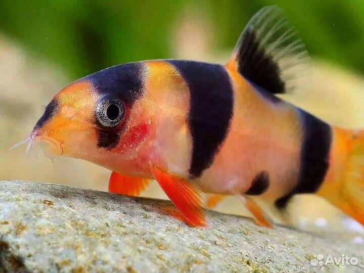 Аквариумные рыбки более 100 видов