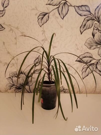 Фикус/драцена/замиокулькас/спатифиллум