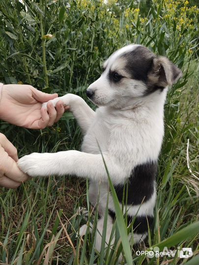 Щенки в заботливые руки (бесплатно)