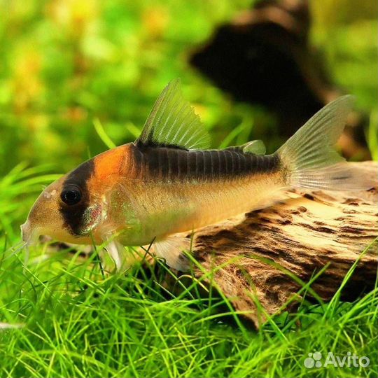 Моллинезия черная и сомики коридорасы