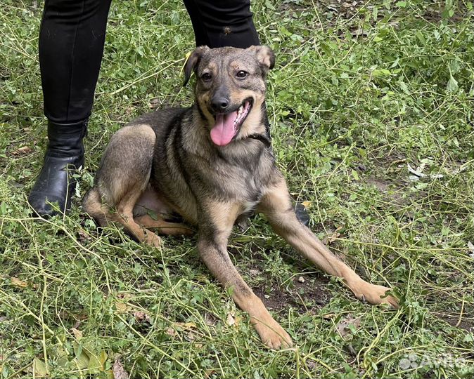 Мелкий пёс Мишка в добрые руки с доставкой