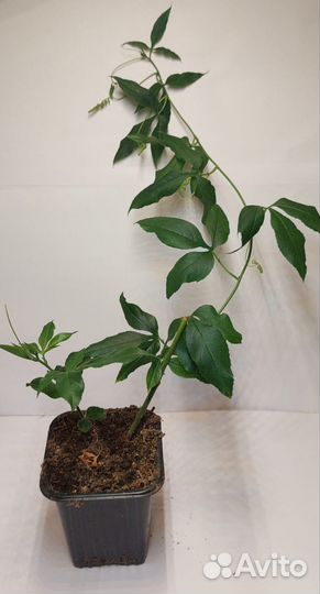 Пассифлора (Маракуйя)