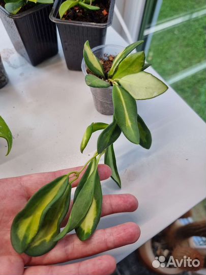 Хойи молодые растения и укорененные черенки