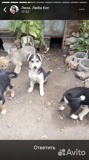 Отдаю шенка в добрые руки