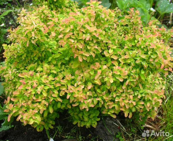 Спирея ниппонская 