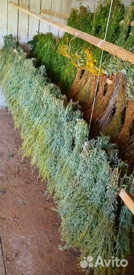 Полынь горькая