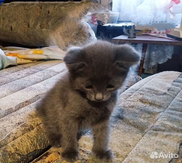 Кошка в дар бесплатно