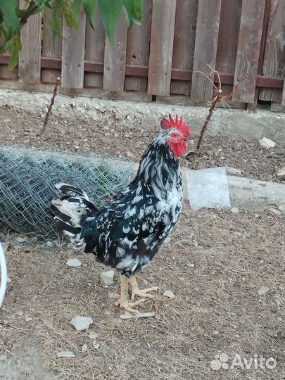 Молодые петухи