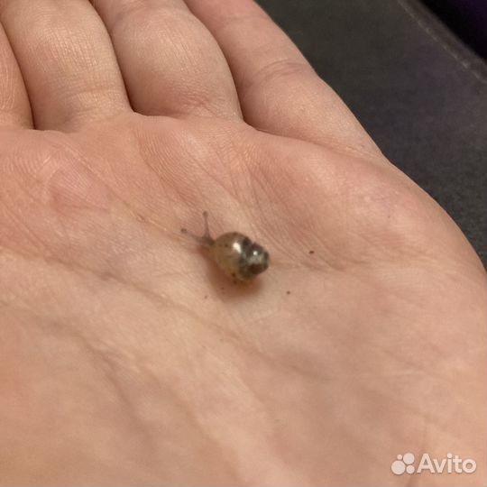 Улитки ахатины бесплатно малыши