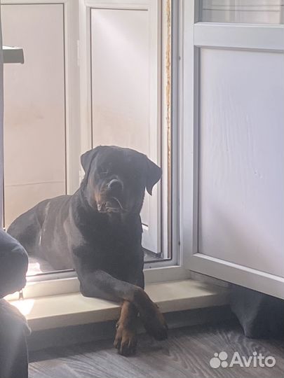 Вязка ротвейлера