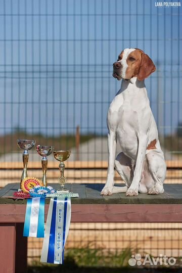 Собака для съёмок в рекламе, кино, фотосессиях