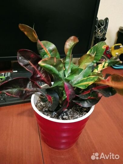 Кротон мамми