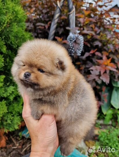 Щенки померанского шпица