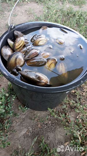 Ракушка перловицв