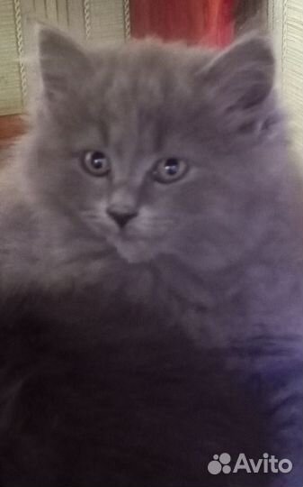 Кошка бесплатно