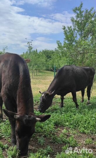 Корова телка