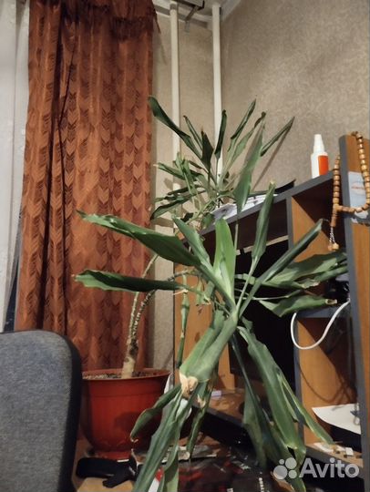 Комнатные цветы бесплатно