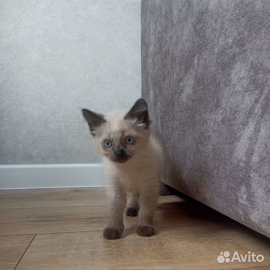 Отдаём котёнка в добрые руки