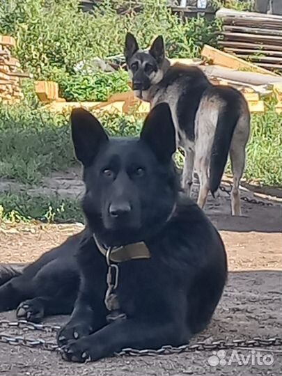 Восточноевропейская овчарка