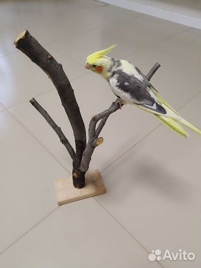 Дерево для попугаев