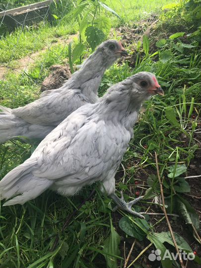 Амераукана лаванда петушки