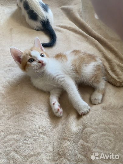 Котята в добрые руки бесплатно