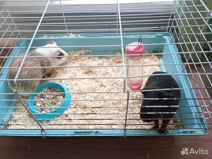 Морская свинка