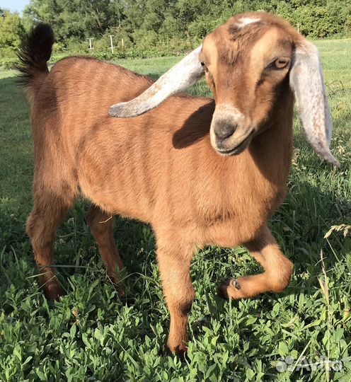 Нубийские козочки козы 100%