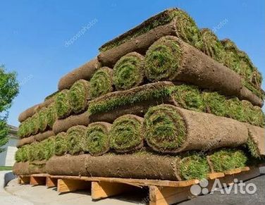 Рулонный газон