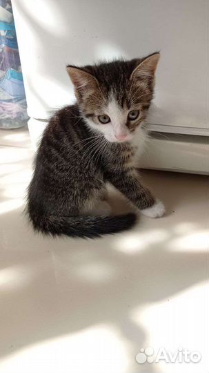 Котики-суетологи