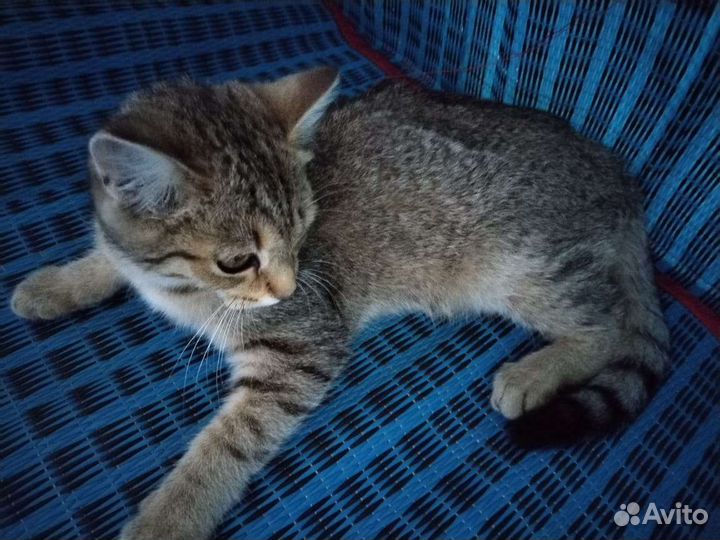 Вислоухий котенок в добрые руки