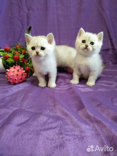 Серебристая шиншилла