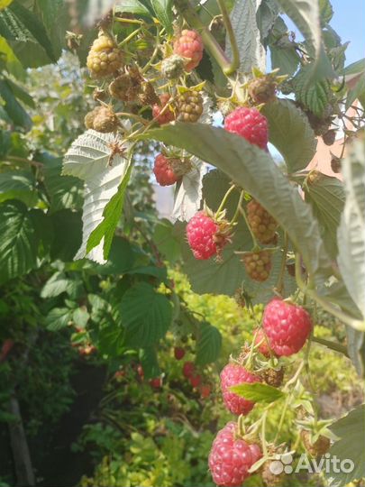 Малина ремонтантная