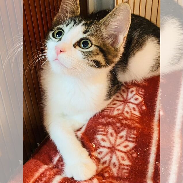 Котёнок в добрые руки