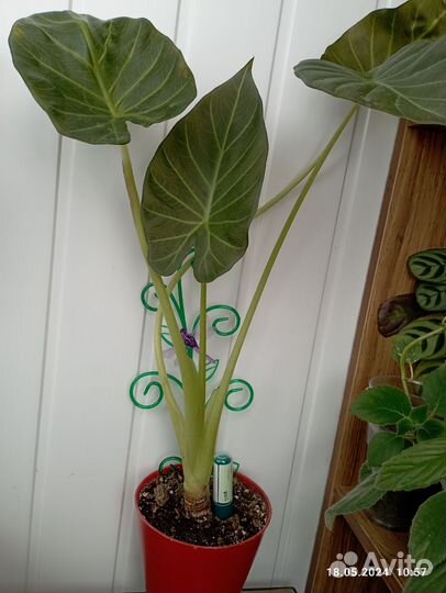 Алоказии и не только