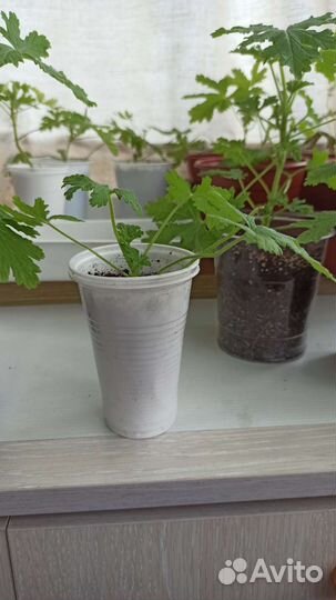 Герань душистая