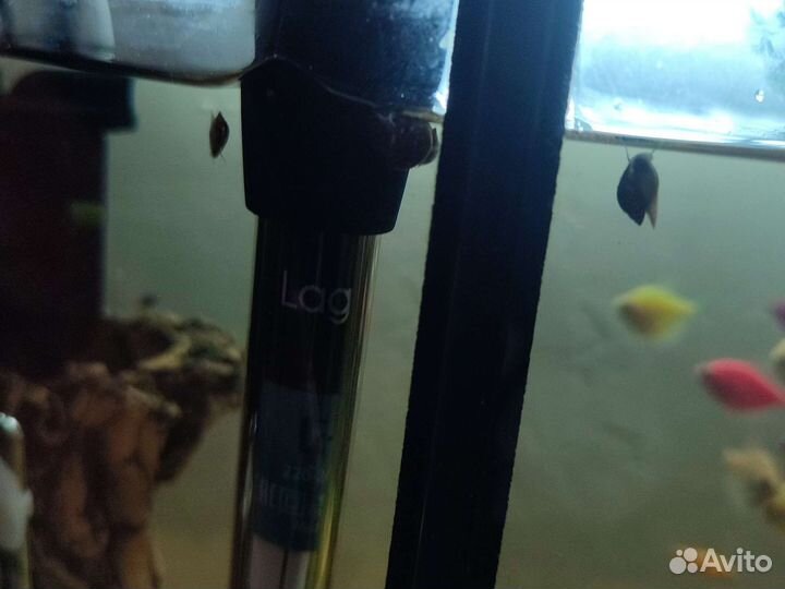 Улитки для аквариума