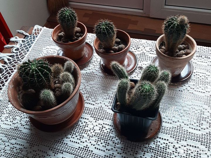 Кактус в горшках