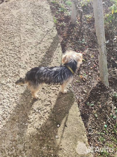 Отдам в хорошие руки