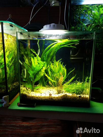 Рыбки гуппи и растительность с аквариумом