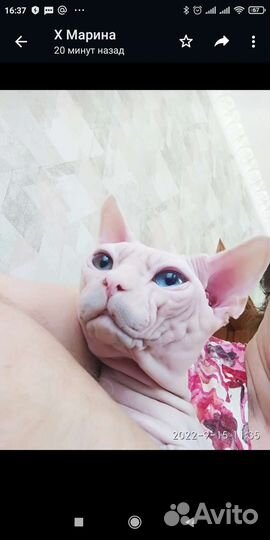 Кошка в дар бесплатно