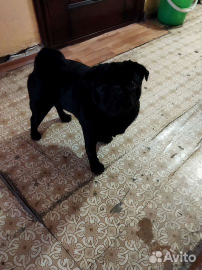 Вязка мопс мальчик