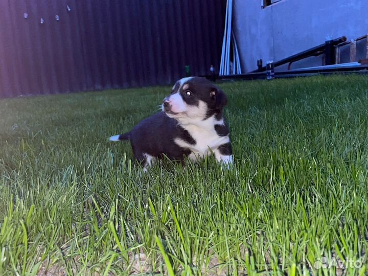 Щенки, собаки помесные