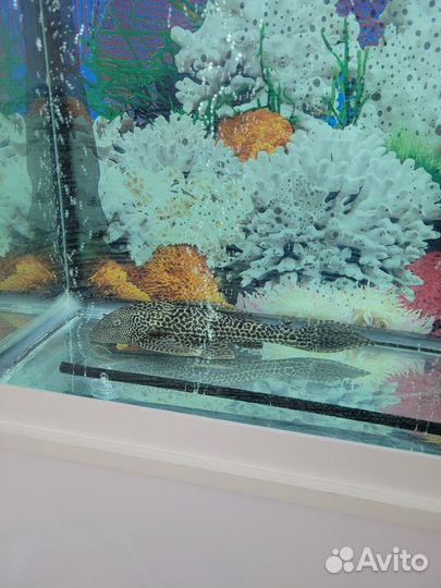 Аквариум с рыбами