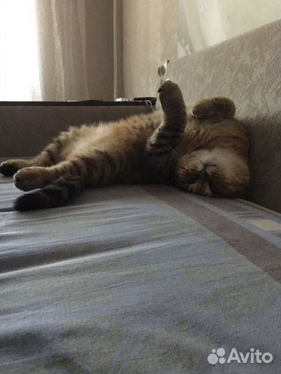 Шотландец вислоухий кот
