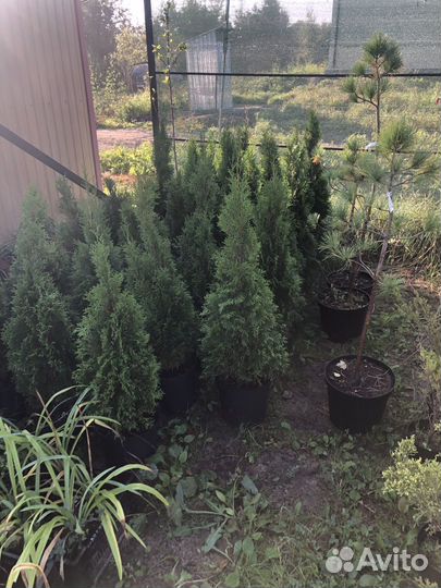 Туя смарагд