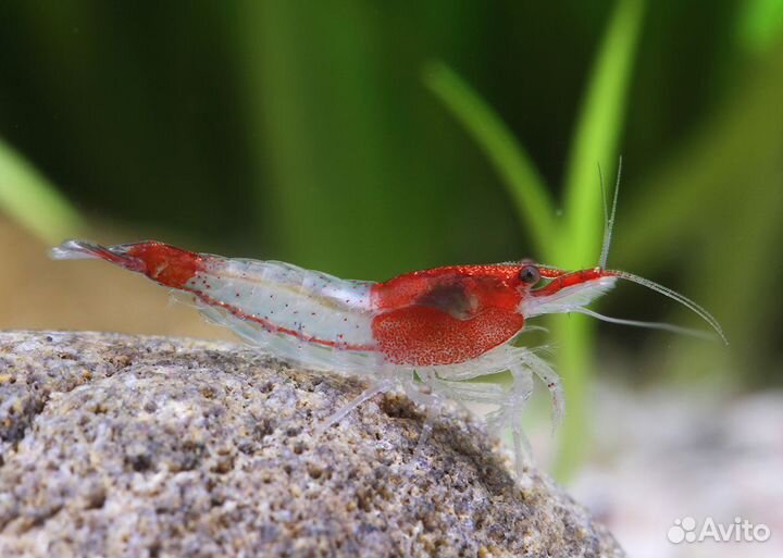 Креветкарили(Rili Shrimp)