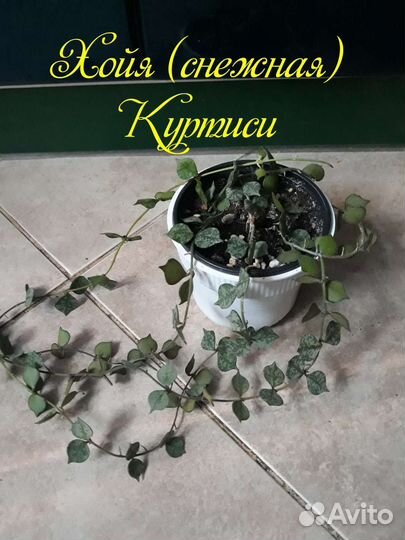 Хойи разные